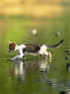 Animal Screensavers 0073